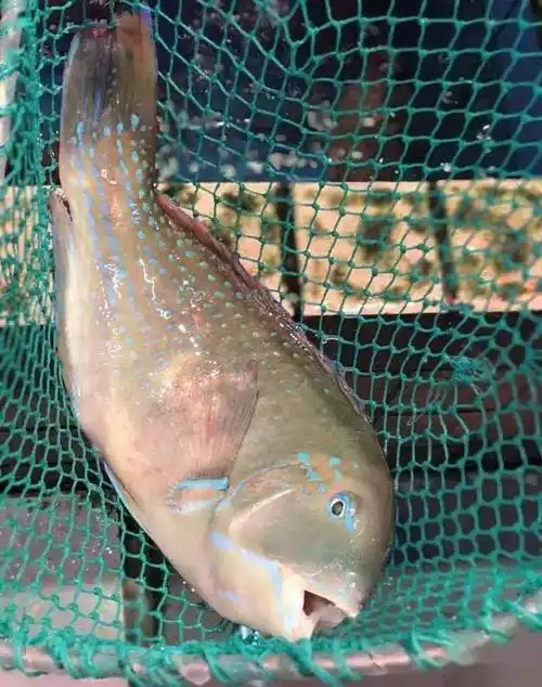 鱼类食材大全_海鱼_占鱼_鲳鱼