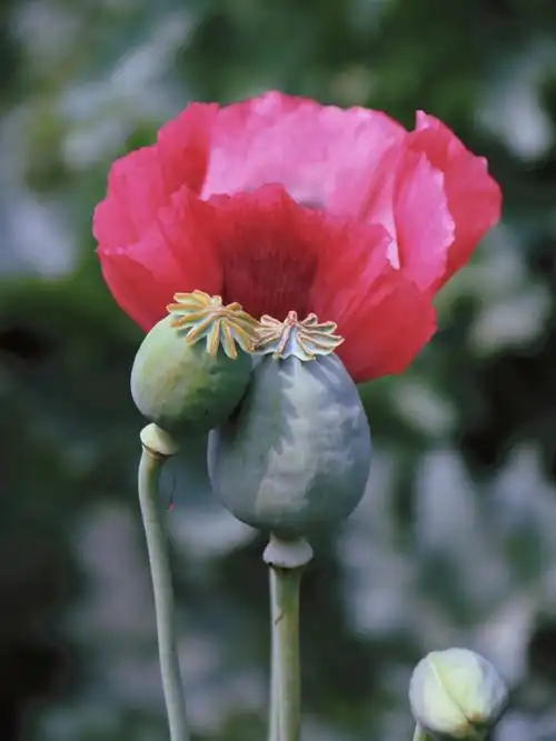 罂粟科各类植物间的区别,像上图中的绿色果实就是制造鸦片的主要材料