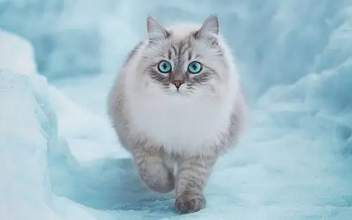 雪地上的猫咪高清桌面壁纸