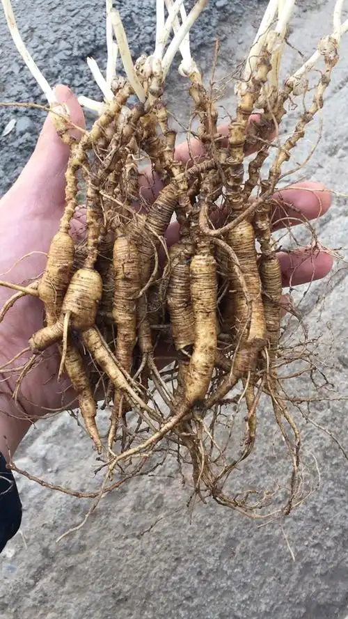 二十多年老池底参