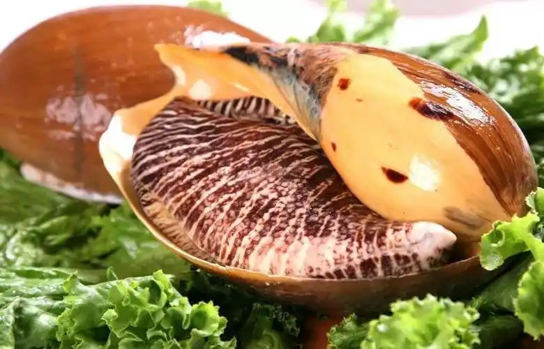 闸坡油螺大量上市,吃货们把菜式都准备好了!