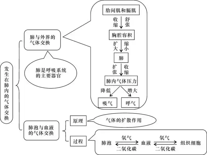 肺__是呼吸系统的主要器官.