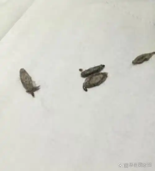 我好难受,周末出去了两天,家里多了好几个衣蛾幼虫和飞蛾,晚上根本睡