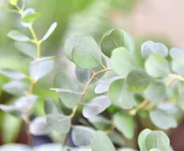 水养尤加利,养殖状态好,学会这3点做成干花