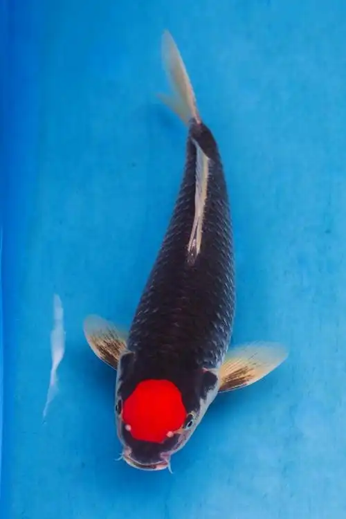 极度强烈-丹顶黑五色 - 第2页 - 台湾锦鲤网讨论区 - 台湾锦鲤网