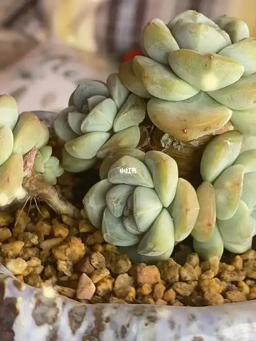 猪八戒背老桩媳妇冰玉