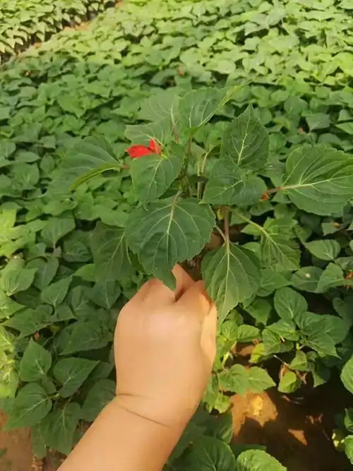 广东一串红杯苗批发 青州一串红种植基地