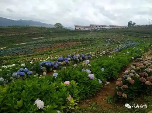 杨总向我们介绍,该基地有1200亩,主要做绣球及新品种实验使用,目前