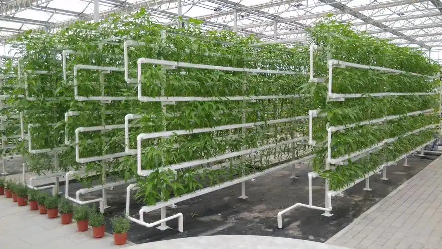 无土栽培你不得不看的知识