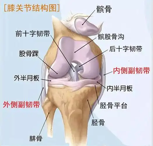 从膝关节结构图上可以看出,前交叉韧带损伤会导致膝关节不稳,外侧副