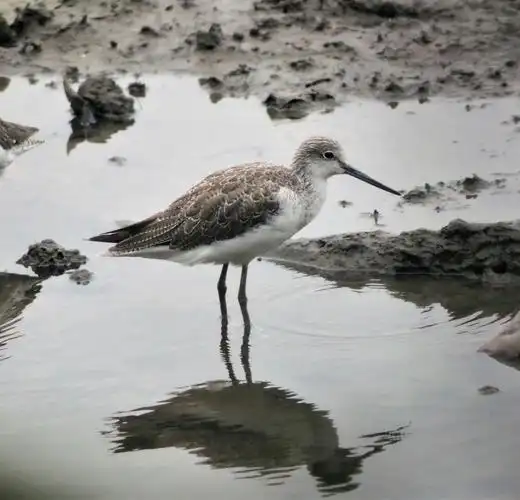 鸟,野生动物,水鸟