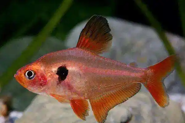 玫瑰扯旗鱼怎么养才正确呢我们一起来了解一下