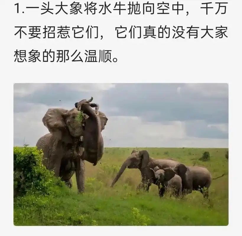 看到耳朵竖起来,尾巴翘起来的大象赶紧撤退! - 抖音