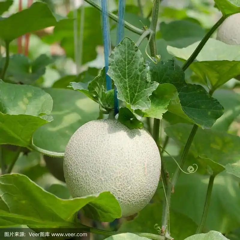 长在藤上的甜瓜