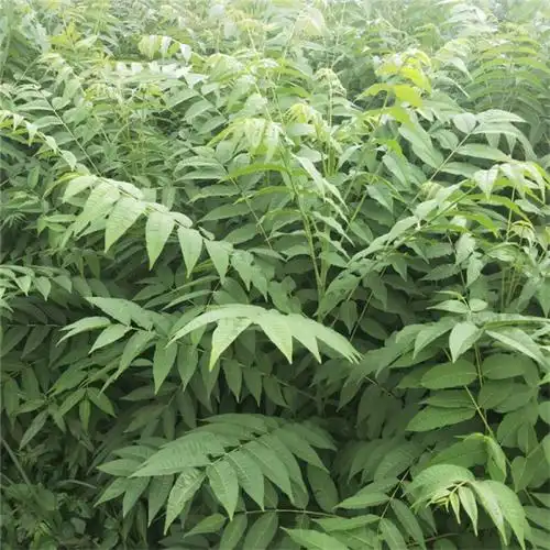 香椿苗多少钱一株 山东香椿苗哪里批发 现挖现卖