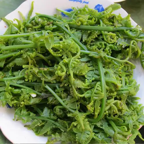 水蕨菜的功效作用及危害-万思特网