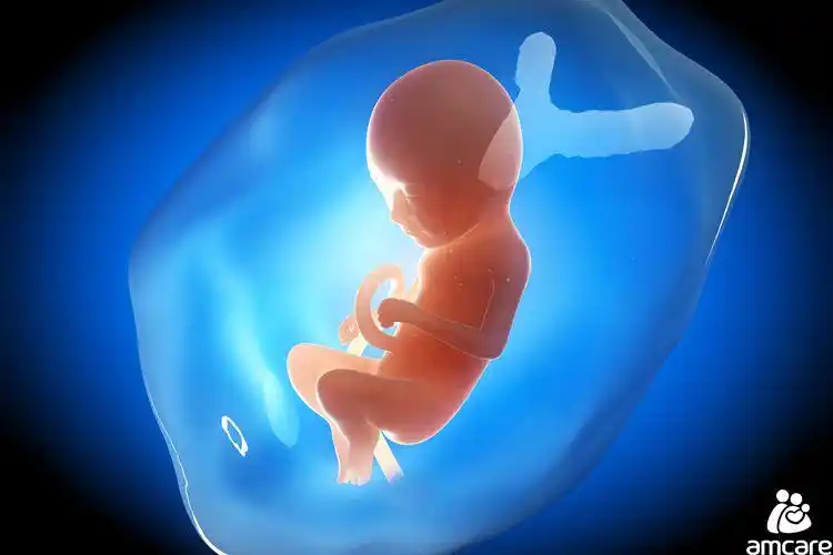 试管婴儿胚胎移植指的是将在实验室内完成体外授精与体外培养的早期