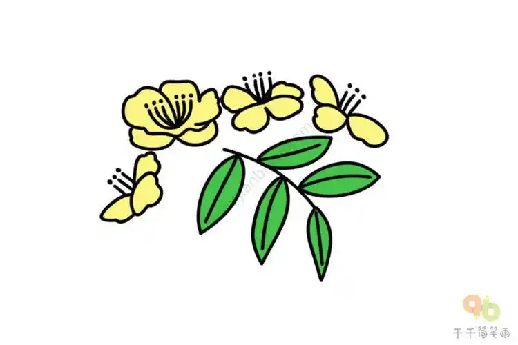 娇艳的荼蘼花简笔画