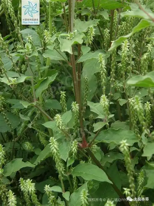 一根牛膝5种用法专用于腰膝酸痛阳痿四肢无力