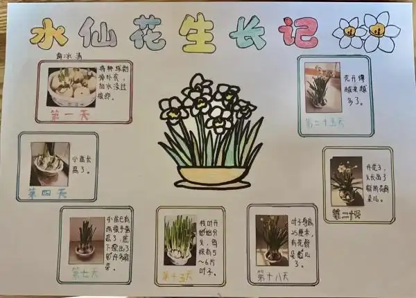 交作业!孩子们假期里种的水仙花开了,他们还收获了新知识