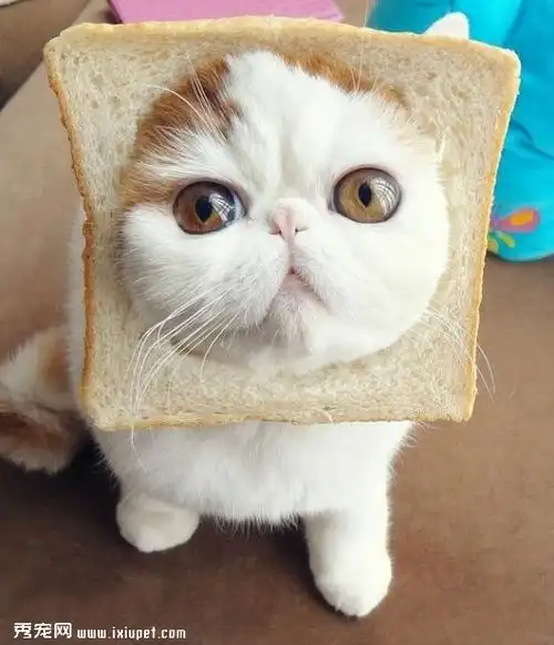 天然呆萌猫"红小胖snoopy"卖萌图片大全