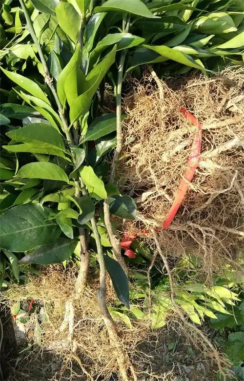 miaomudi.com苗木地红美人果冻橙柑橘苗 基地介绍