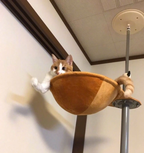 全网最强肌肉猫堪称喵届施瓦辛格不服不行了