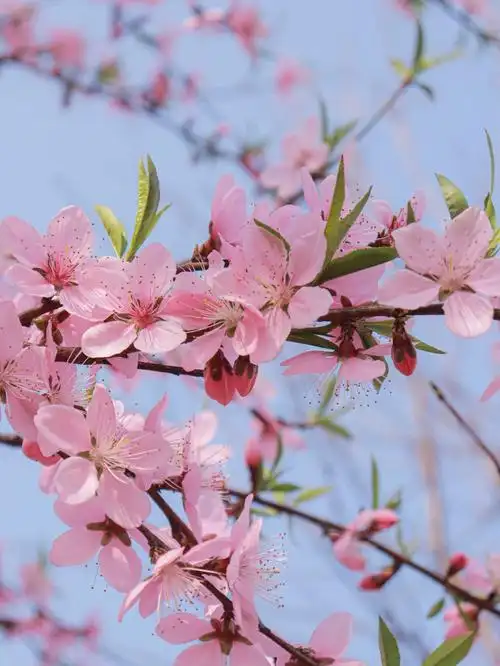 春天了你学校的花开了吗