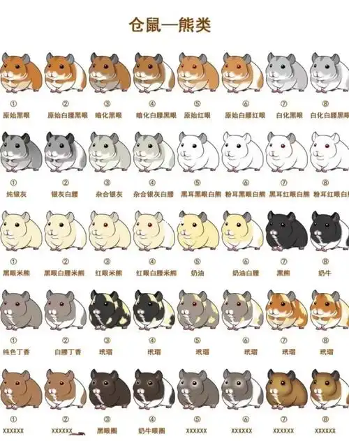 93金丝熊又叫叙利亚仓鼠,体型小,食量小,会自己上厕所,是很多上班族