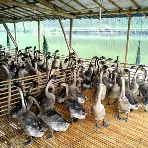 【供应】鹅棚去除臭味用什么产品可去除臭味还能达到环保的要求