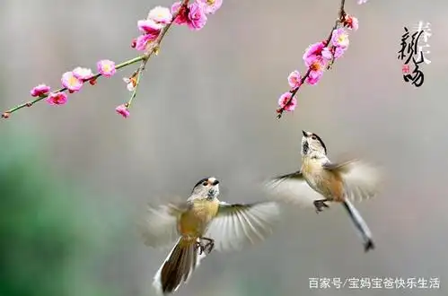 两只翠鸟在桃花下嬉戏,春天万物复苏