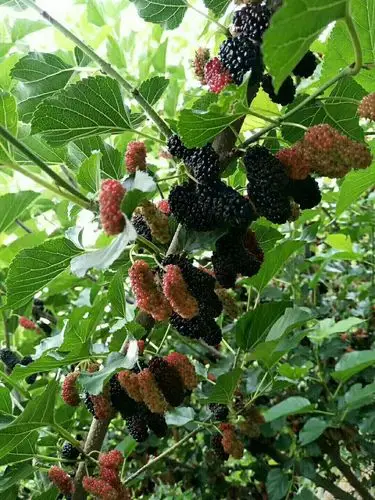 胶州洋河郭家小庄村万花合作社桑葚园,想吃约起来吧!