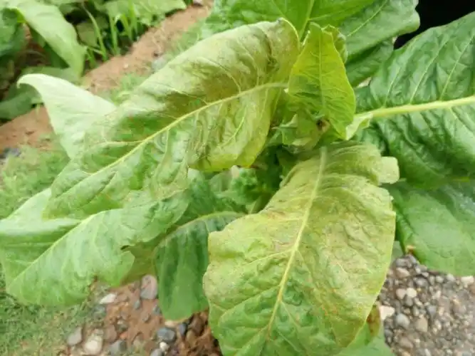 请问烟草这是什么病?