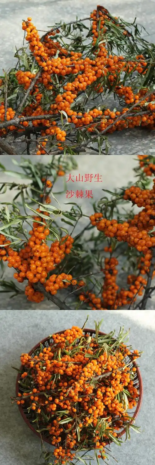 山西吕梁山野山坡特产酵素水果野生新鲜沙棘果野生沙棘新鲜水果