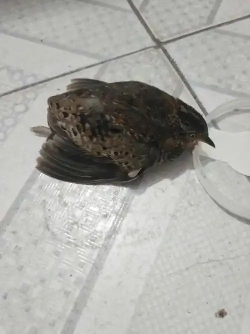 吃什么的?感觉可怜马路上刚捡回来的