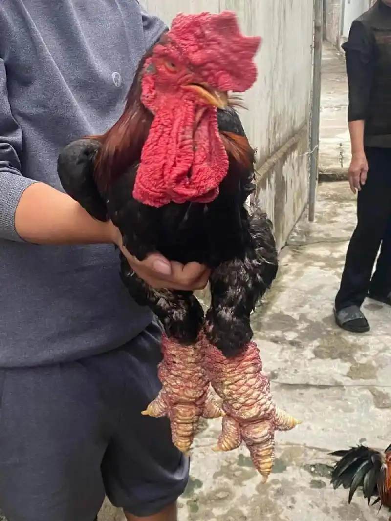 但实际上这种鸡在越南非常受欢迎.