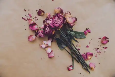 凋谢的花儿散落,节日结束反瓦伦丁节美丽的玫瑰花儿美丽的花儿茶馆