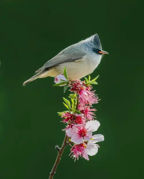 花鸟图6 - 摄影师161613736384359 - 图虫