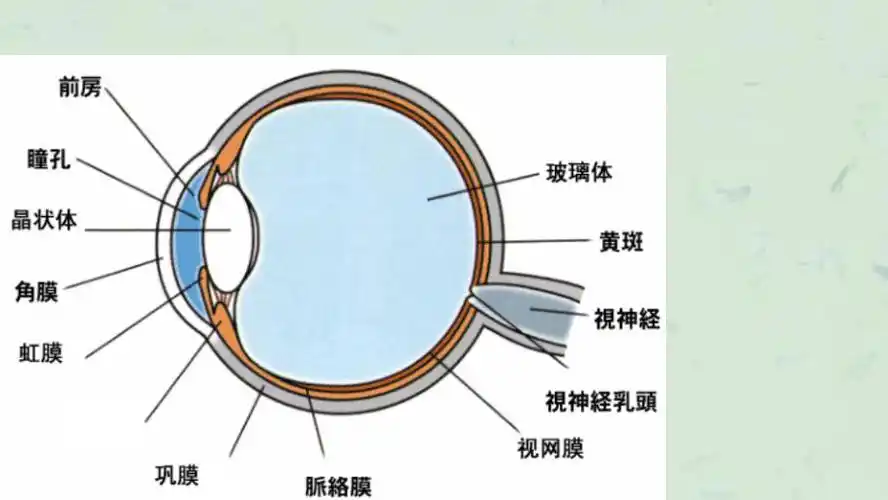 视光部系统培训1眼球结构课件