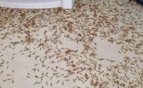 白蚁的别名还挺多的,除了水蚁,还有虫尉,有时候按