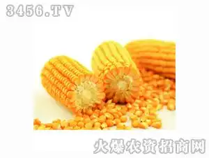 产品详情大民921-玉米种子■ 特征特性:该品种出苗到成熟期105-110天