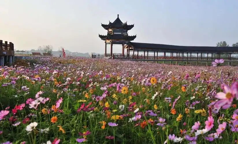枫林花海旅游景区.图片来源常德日报媒资库