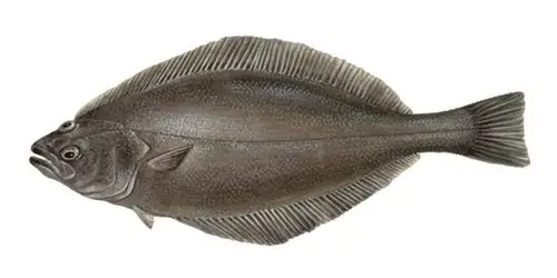 请问这是什么鱼?