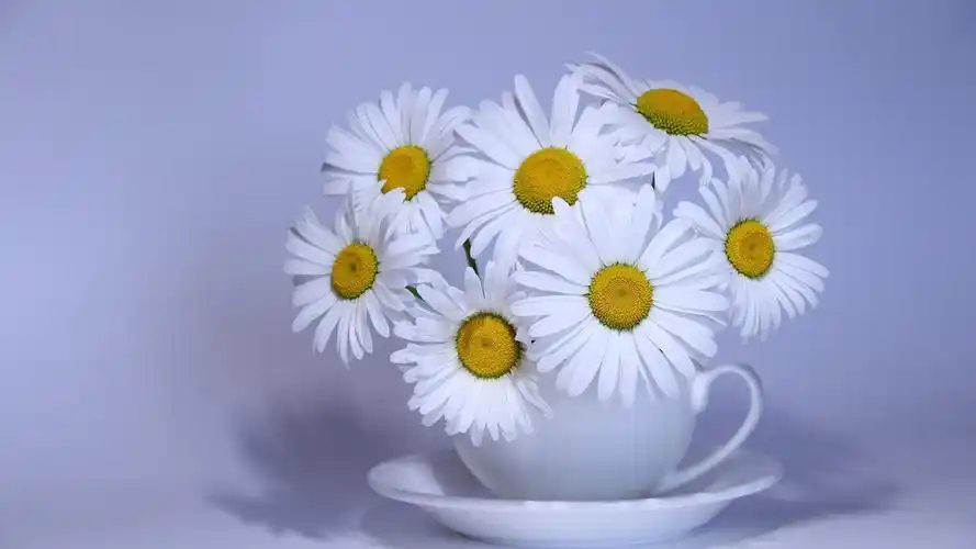 白色洋甘菊花,杯 壁纸