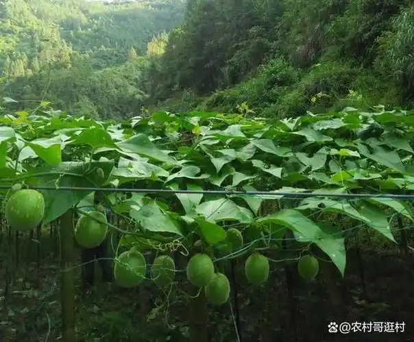 对于罗汉果适合在什么地方种植,想要了解清楚,那么就需要从罗汉果的