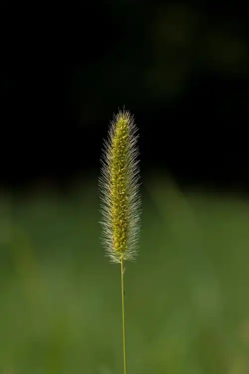 简介:一组精美的一枝狗尾巴草图片,一枝,尾巴,图片,标签:野草狗尾巴草