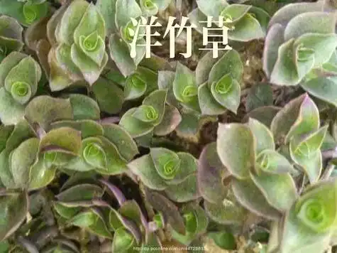 洋竹草又名铺地锦竹草,竹叶草,鸭跖草,兰花草等.鸭趾科的植物 - 抖音