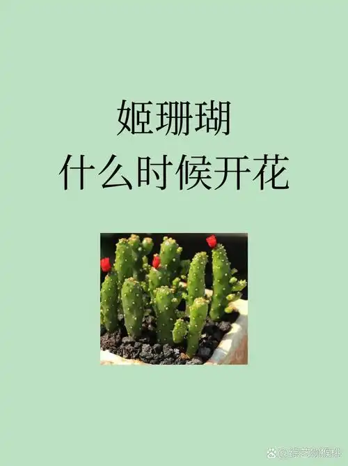 姬珊瑚什么时候开花 姬珊瑚什么时候开花 姬珊瑚从种植以后或者从扦插