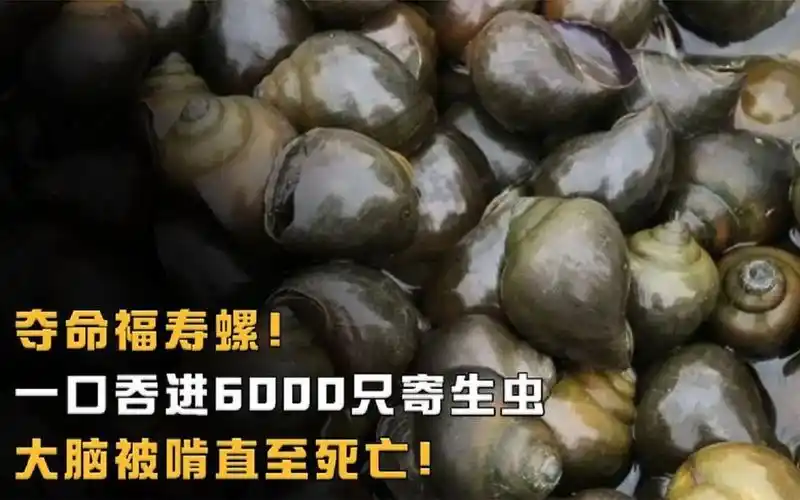 夺命福寿螺一口吞进6000只寄生虫大脑被啃直至死亡