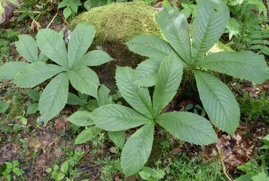 血三七主治清热解毒,活血止痛的功效.